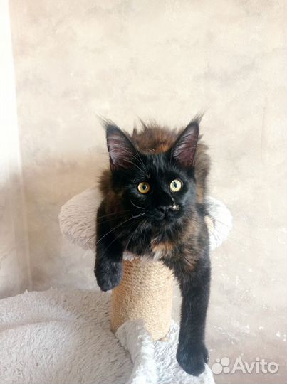 Мейн-кун с документами