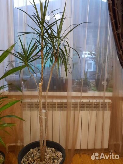 Пальма драцена