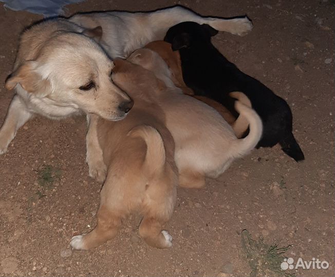 Отдам щенка в добрые руки