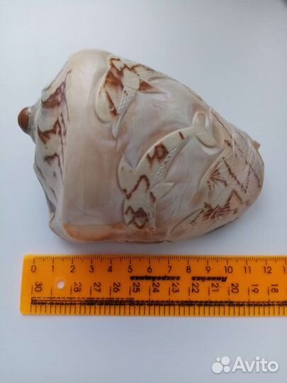 Ракушка сувенирная большая