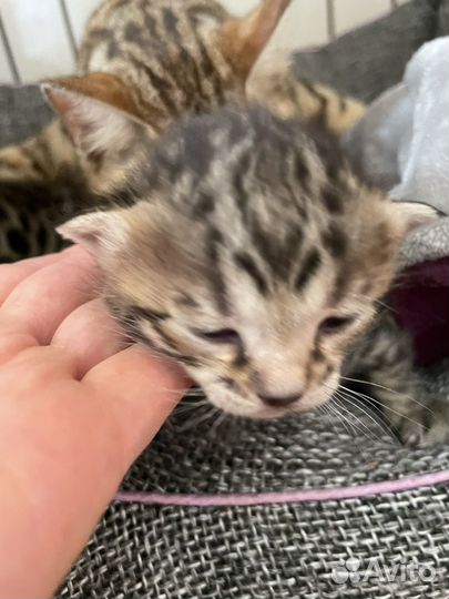 Котята бенгалы