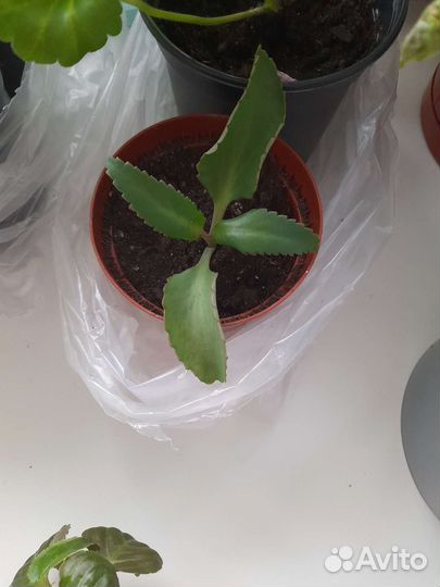 Каланхоэ лечебное