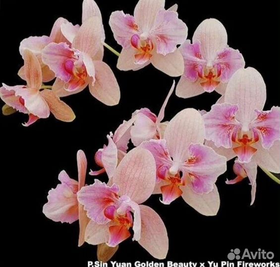 Орхидея фаленопсис бабочка