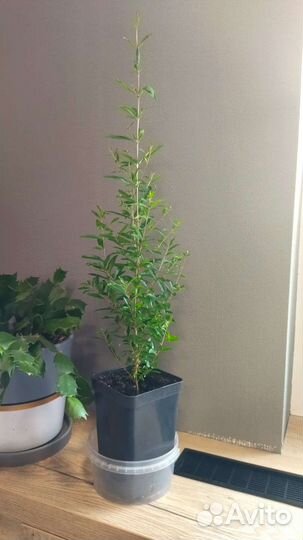 Гранат комнатный