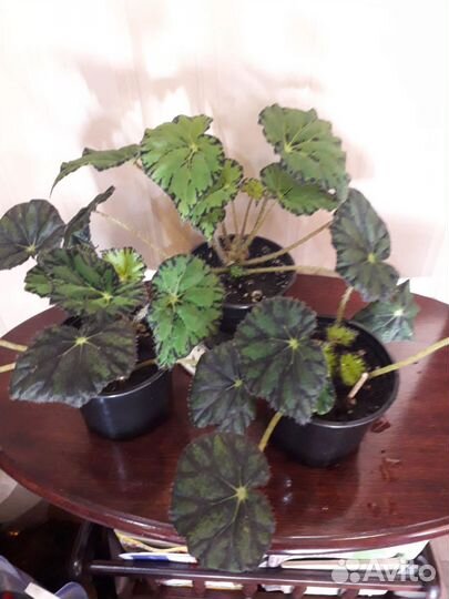 Фикус, сциндапсус, кротон, бегония