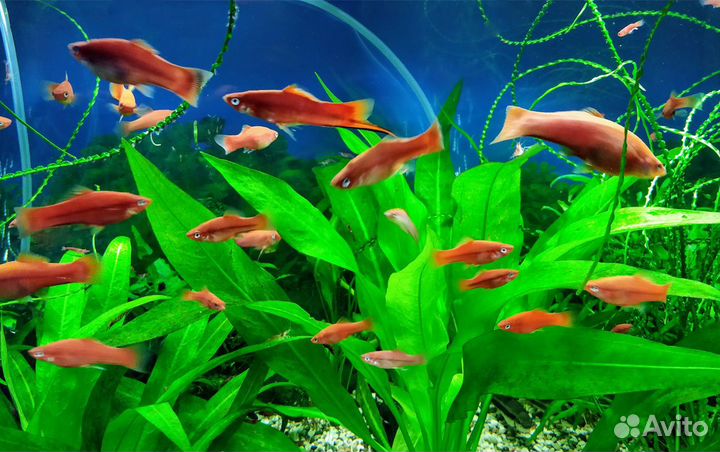 Меченосцы, креветки и улитки Хелены