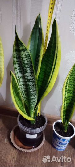 Сансевиерия трехполосная