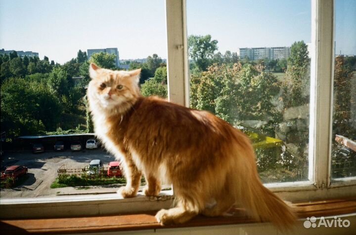 Пленочная камера samsung f 111