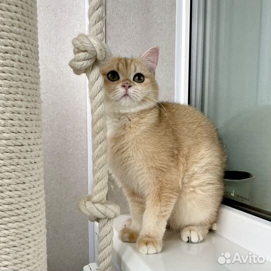 Британский золотой котенок - девочка
