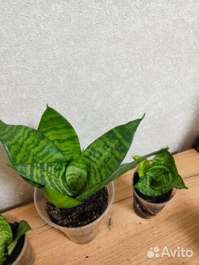 Сансевиерия