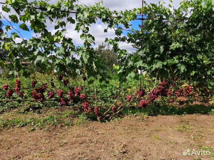 Саженцы и черенки винограда