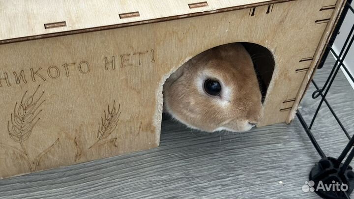 Кролик декоративный в добрые руки