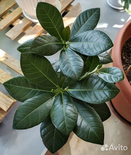 Фикус Индонезия