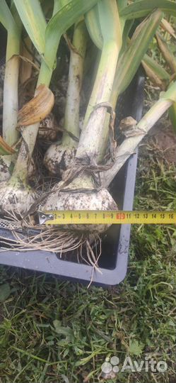 Чеснок рокамболь