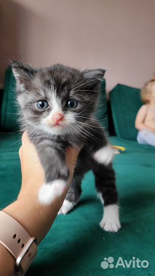 Котята 1.5 месяца