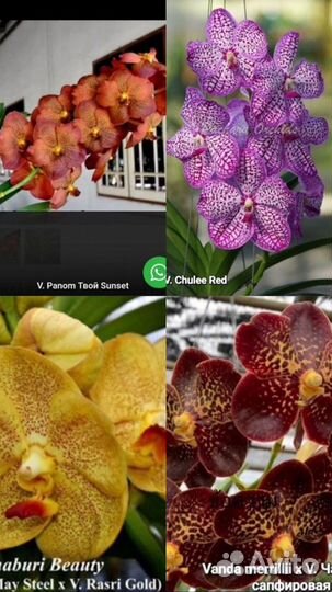 Орхидеи Ванда коллекционные