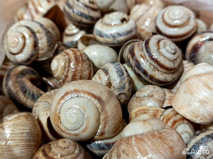 Ракушки для творчества и поделок