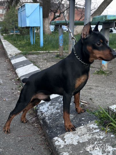 Вязка цвергпинчер