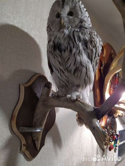 Северная птица