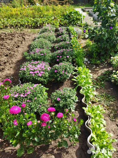 Хризантемы мультифлора