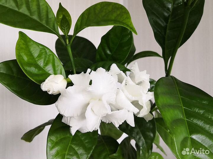 Табернемонтана дивариката махровая