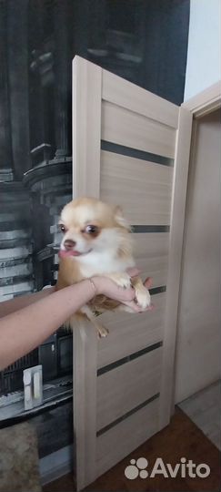 Чихуахуа