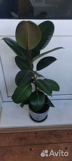 Фикус каучуконосный