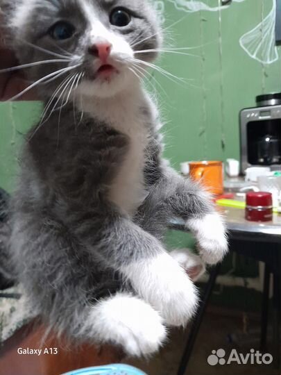 Котенок мальчик в дар