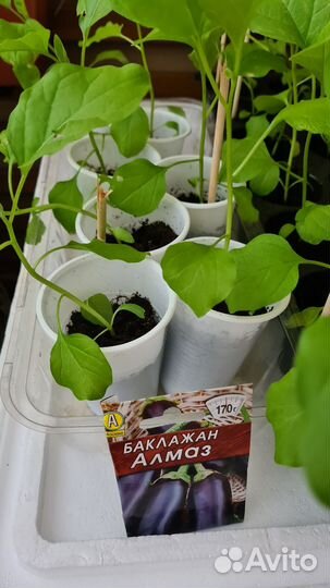 Рассада помидор, перцы, баклажан