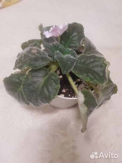 Фиалка сорт Зефир