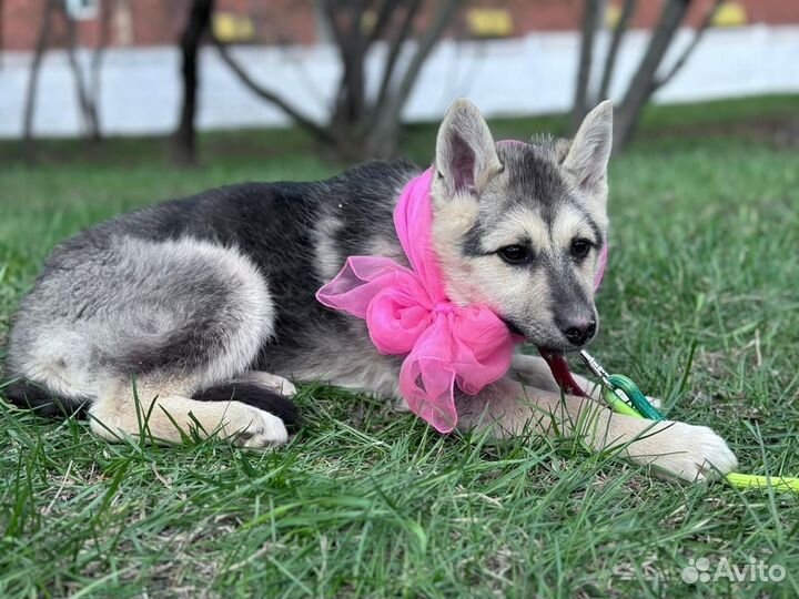 Спасите щенка из приюта