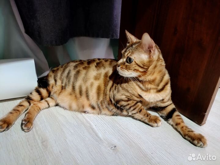 Бенгальская кошка