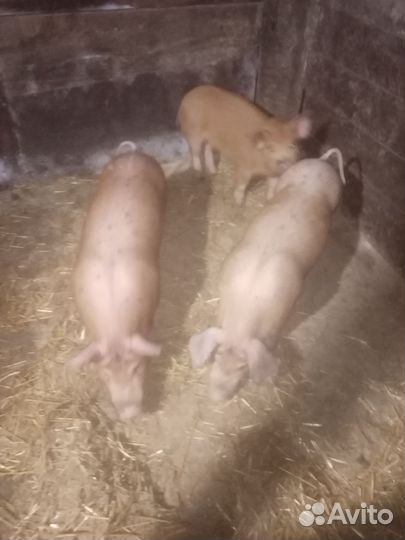 Поросята дюрок