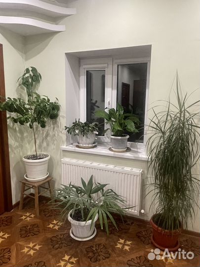 Комнатные цветы большие растения