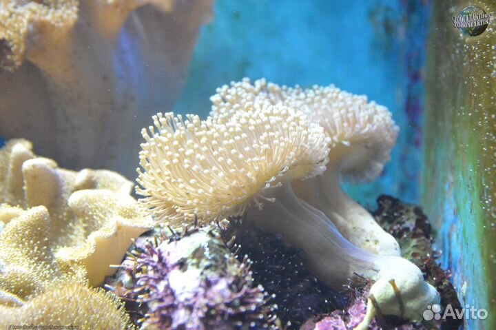 Саркофитон