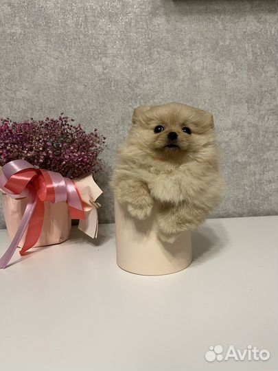 Щенки щпиц