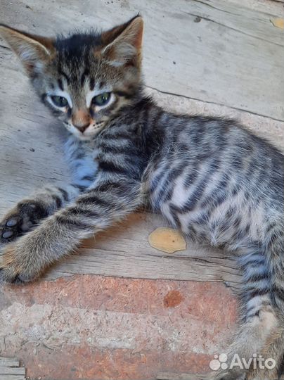 Котята в добрые и заботливые руки