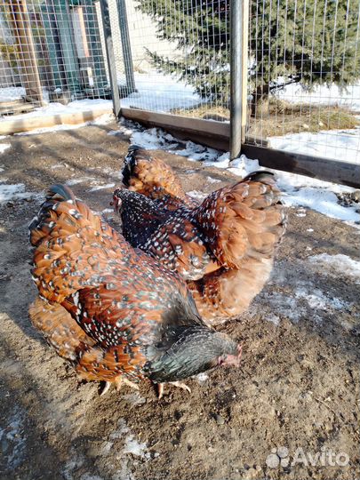 Инкубационное яйцо Орпингтон