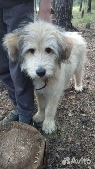 Найден щенок Ирландского волкодава около 3 мес