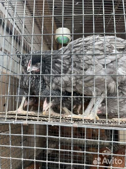 Куры молодки несушки