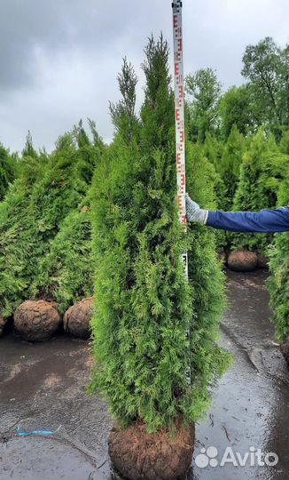 Туя брабант