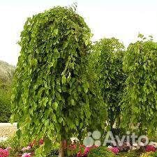 Тутовник шелковица