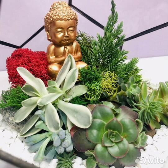 Флорариум с живыми растениями