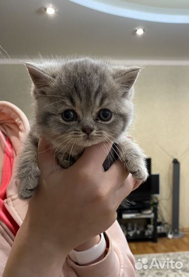 Британские котята