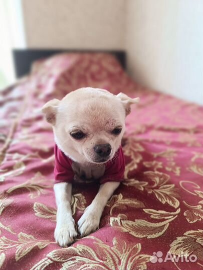 Пошив одежды для собак