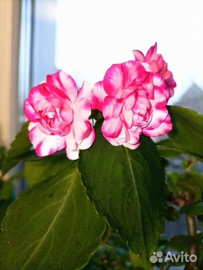 Красивые бальзамины