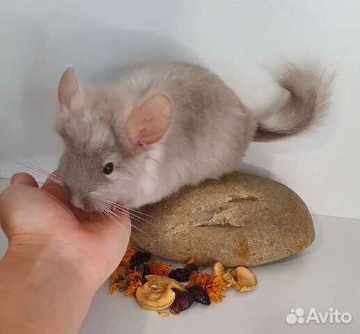 Шиншилленок ангорская пастель средняя нф 67