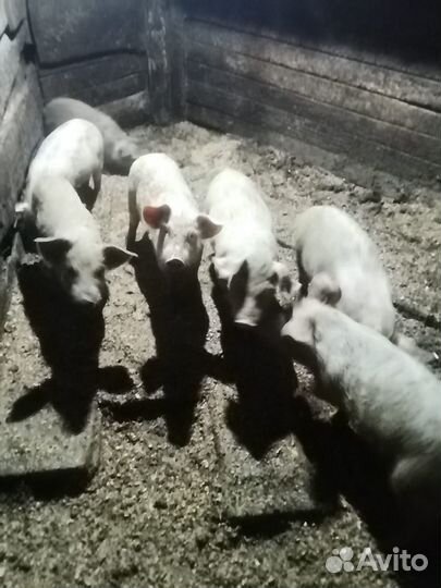 Поросята помесь ландрас+ дюрок, папа мангалица