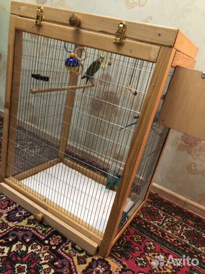 Волнистый попугай