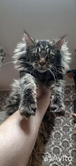 Кот мейн-кун